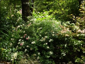 紫陽花と山野層