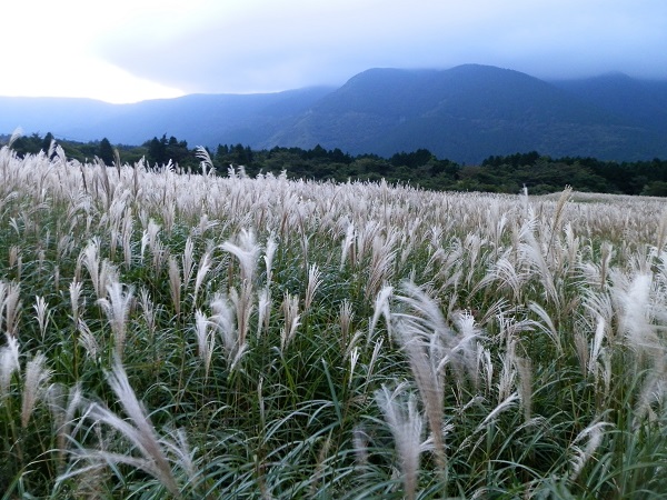 仙石原のススキ
