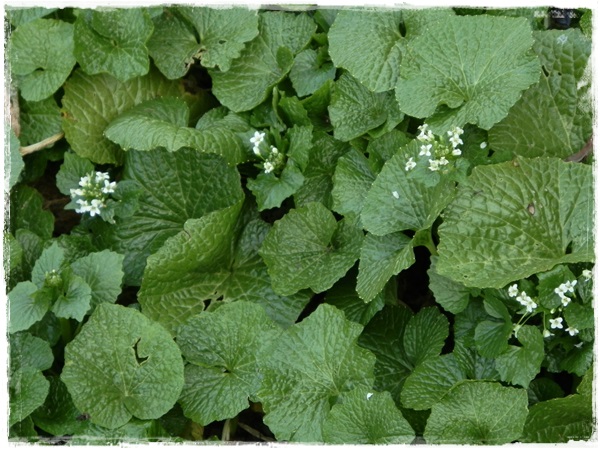 わさびの花